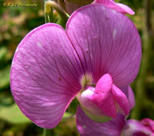 {Lathyrus latifolius}
